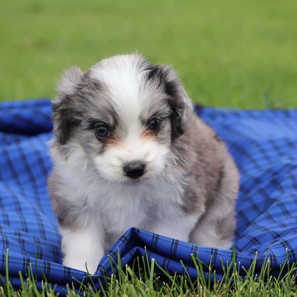 Toy Aussiepoo Merle