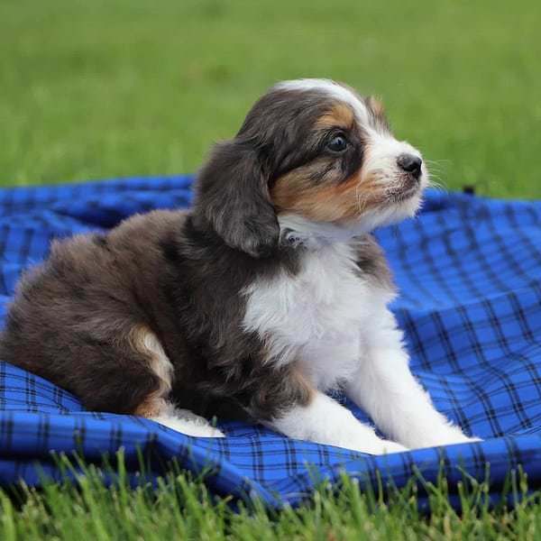 Toy Aussiepoo Tricolor