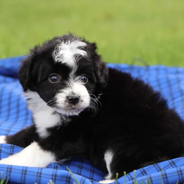 Toy Aussiepoo