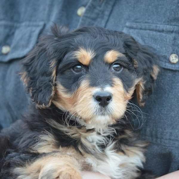 Tricolor Aussiedoodle Mini