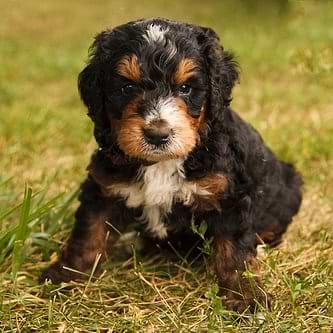 Tri-color Bernedoodle