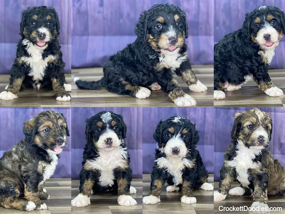 Crockett Doodles Bernedoodle Litter