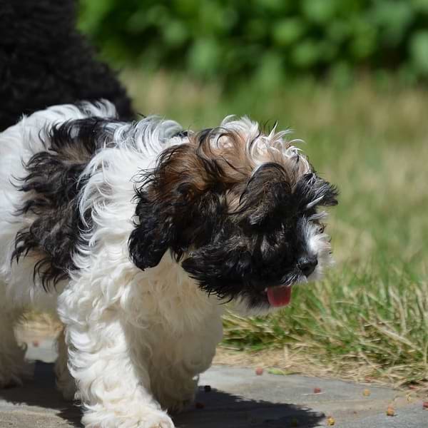 Multicolor Parti Cockapoo