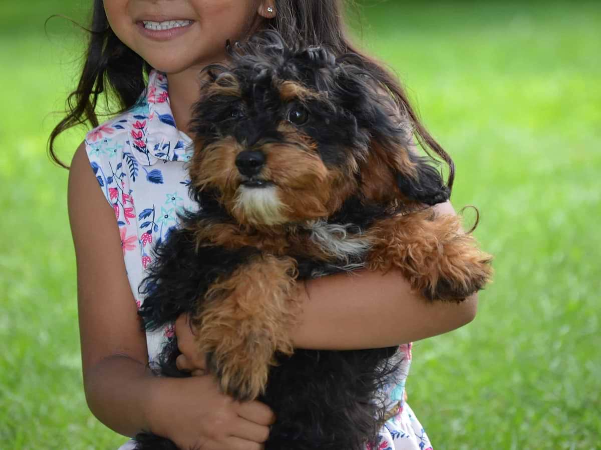 Cavapoo Puppies for Sale — Toy & Mini Cavapoos Available