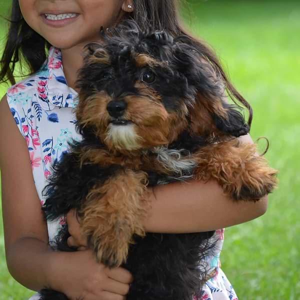 Tricolor Cavapoo