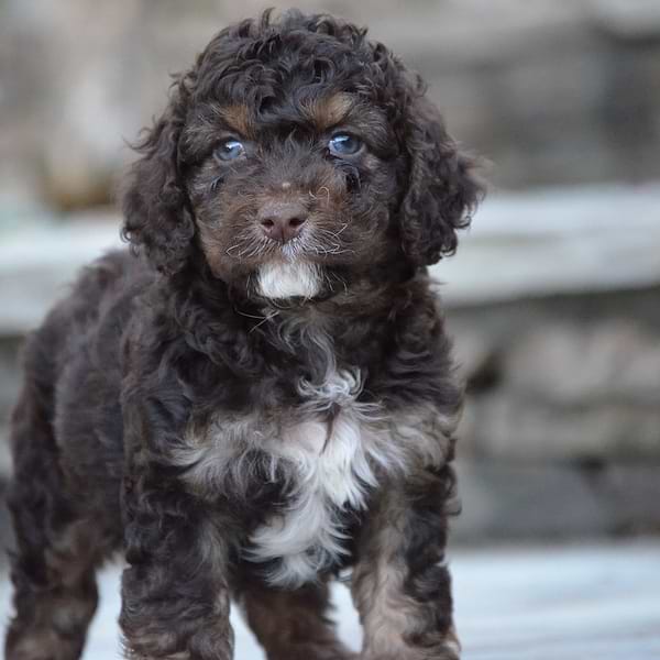 Tricolor Phantom Cockapoo