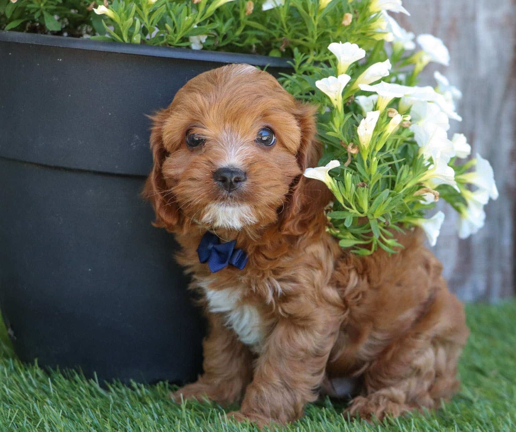 Best Scottsdale Cavapoos Available — Crockett Doodles