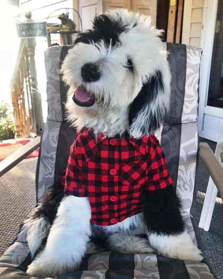 Adult Sheepadoodle