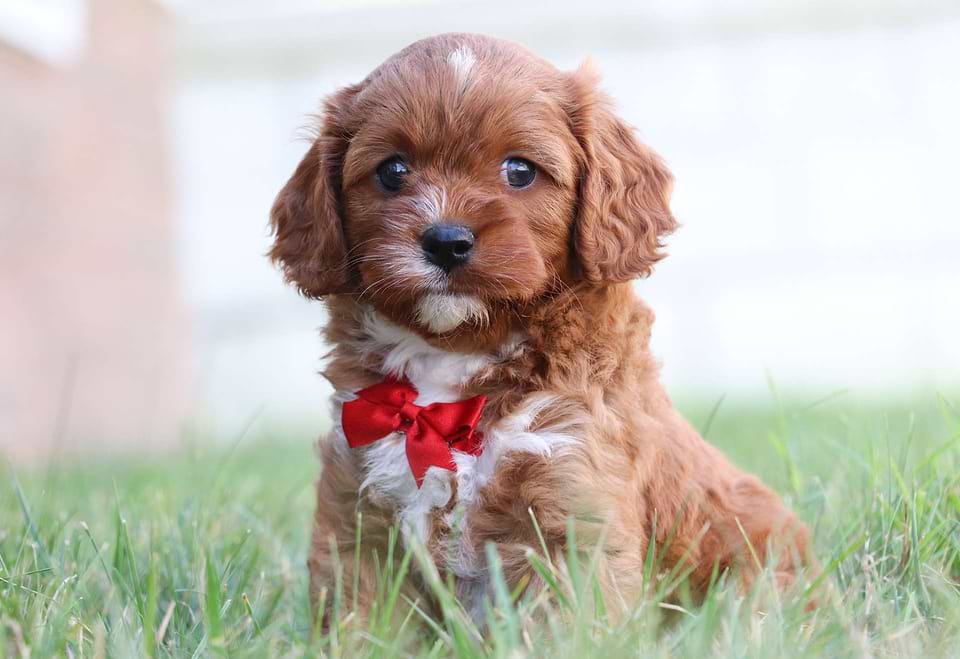 Cavapoo Available