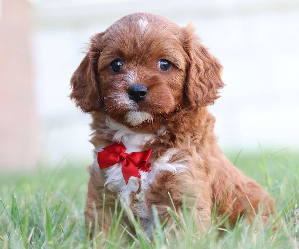 Cavapoo Available