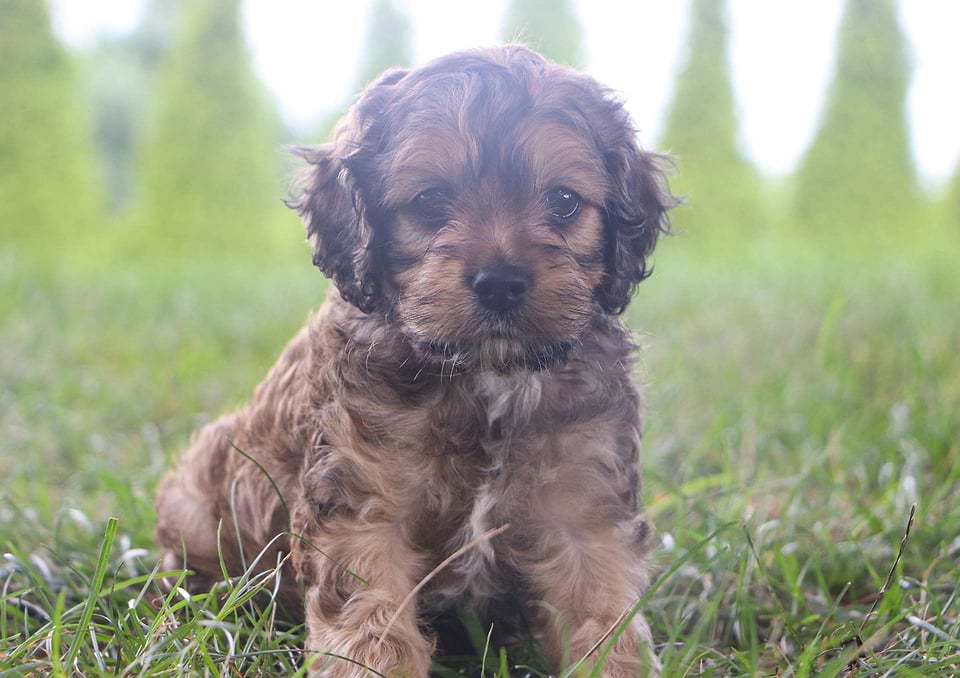 Anaheim Cockapoo