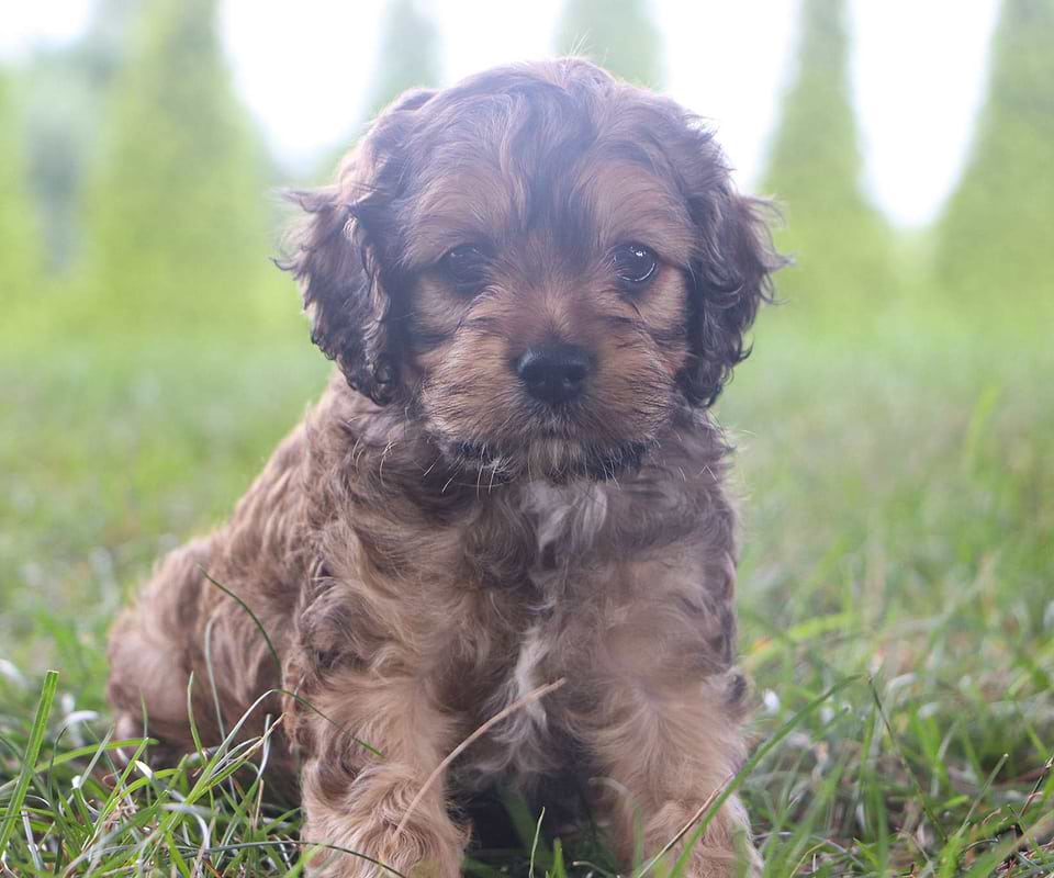 Anaheim Cockapoo