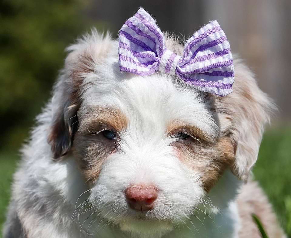 Aussiedoodle Available