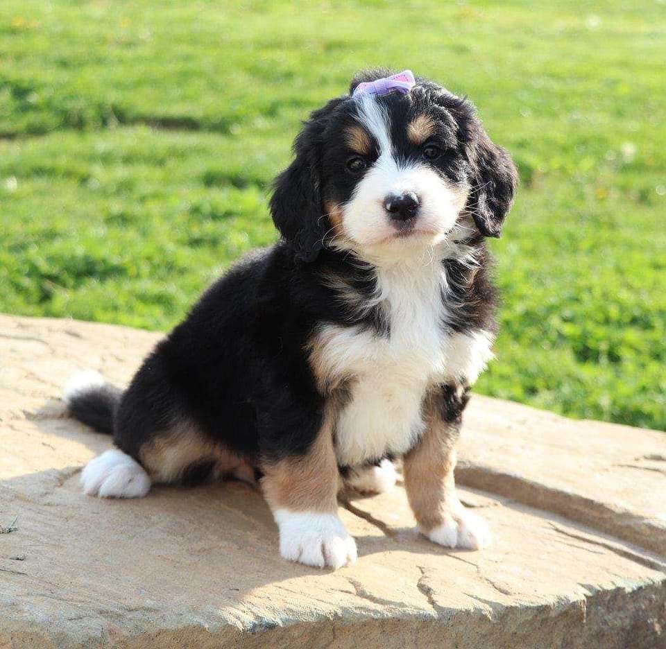 Bernedoodle Available