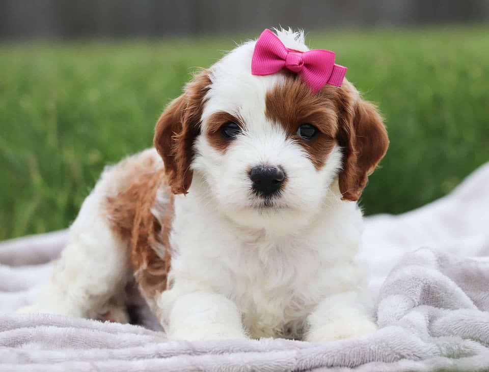 Available Cavapoo