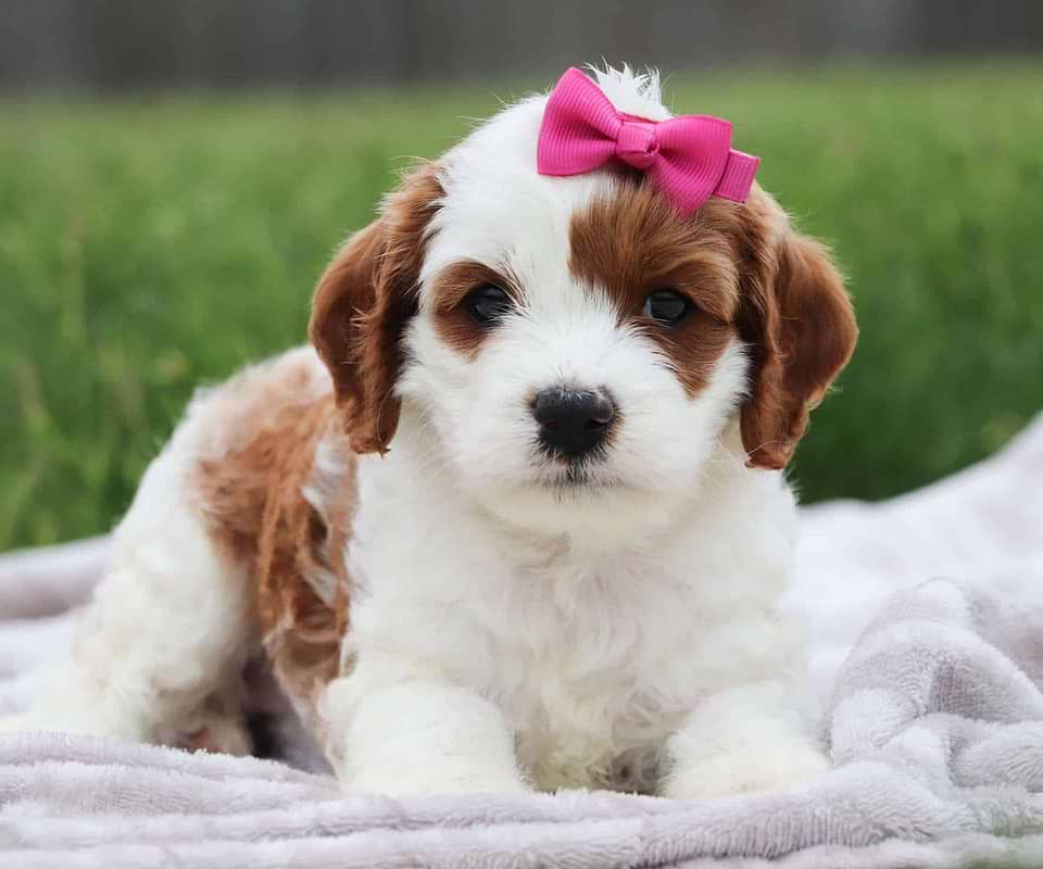 Available Cavapoo