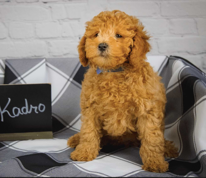 Available Goldendoodle