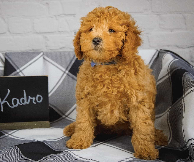 Available Goldendoodle