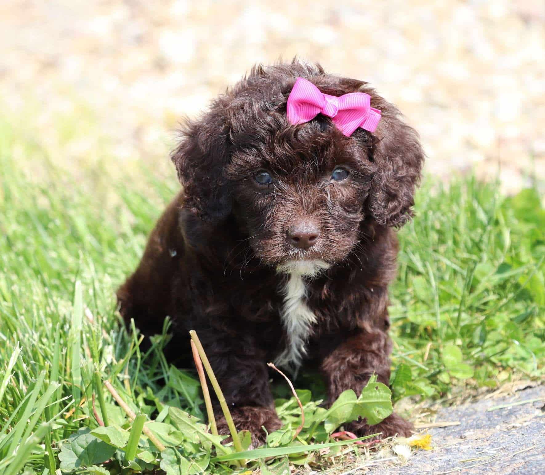 Best Rhode Island Labradoodles Available — Crockett Doodles