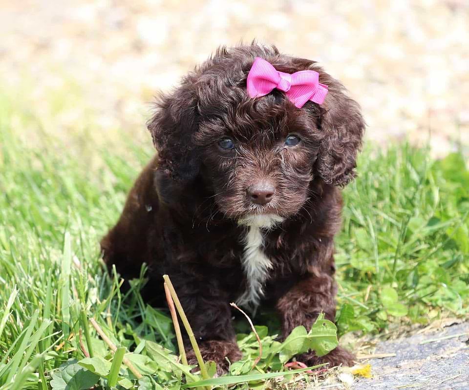 Available Labradoodle
