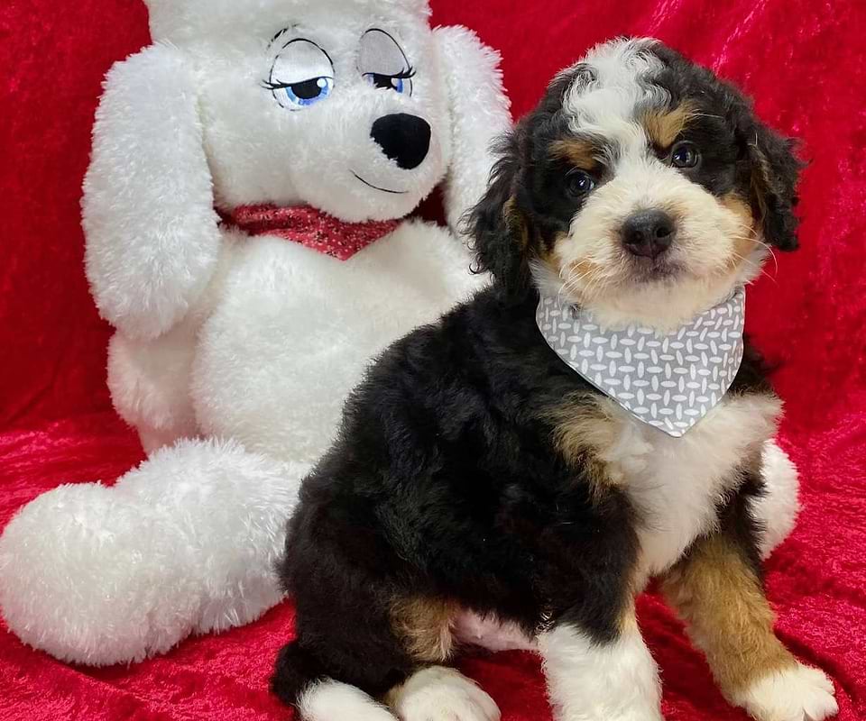 Bernedoodle Available