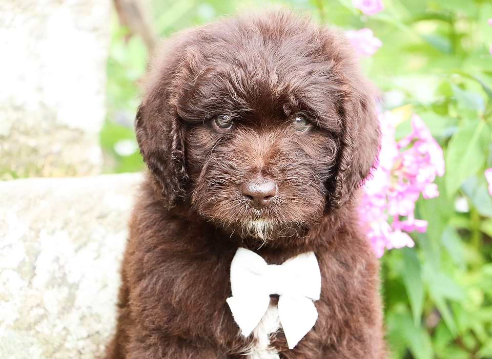 Available Newfiedoodle