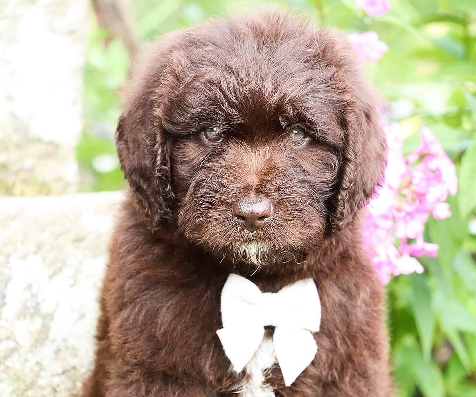Available Newfiedoodle