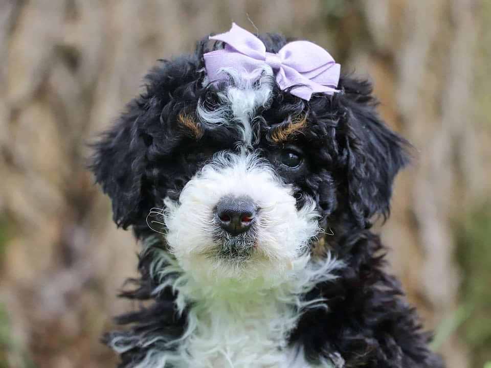 Available Bernedoodle