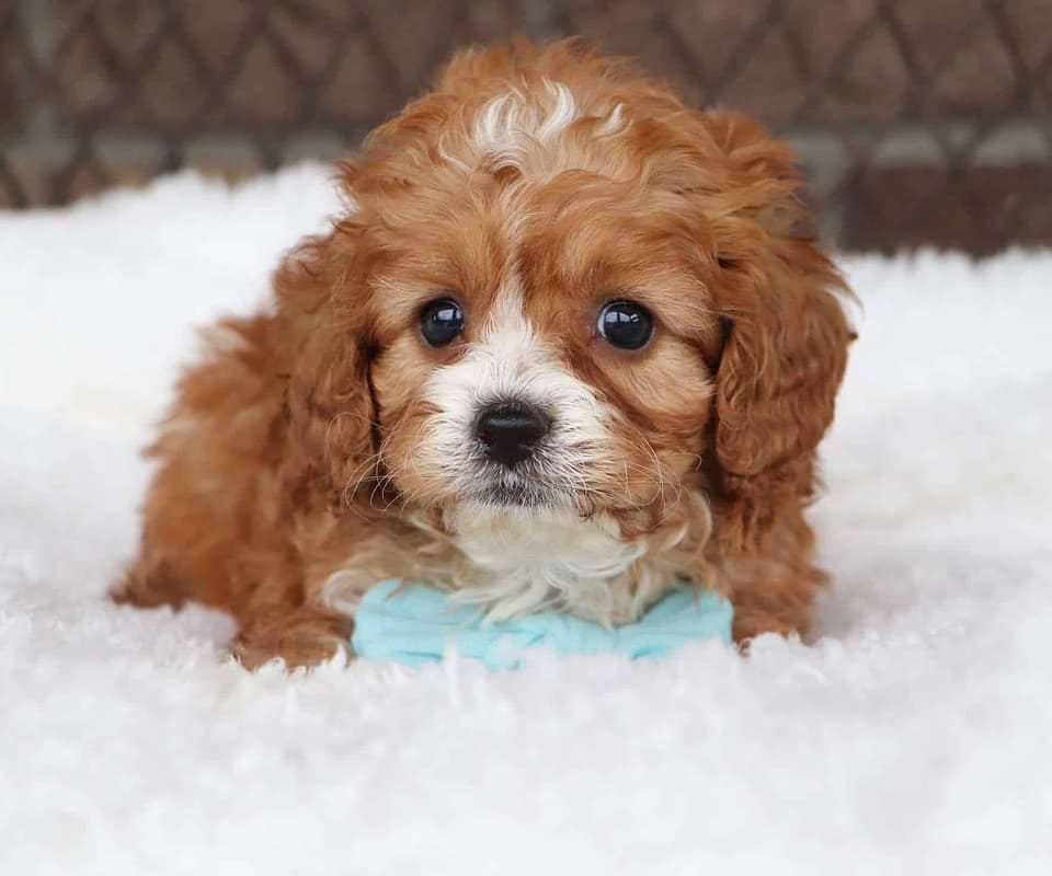 Available Cavapoo