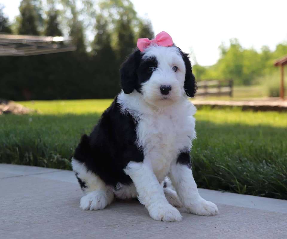 Cute Sheepadoodle Available