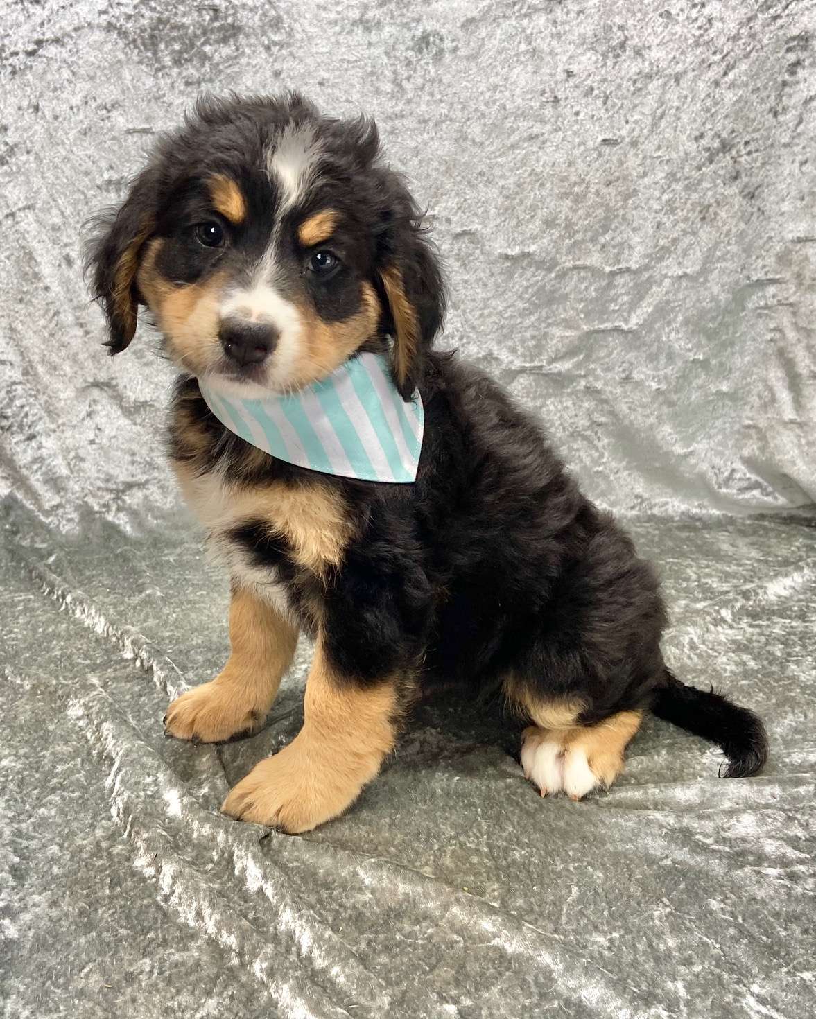 Available Bernedoodle