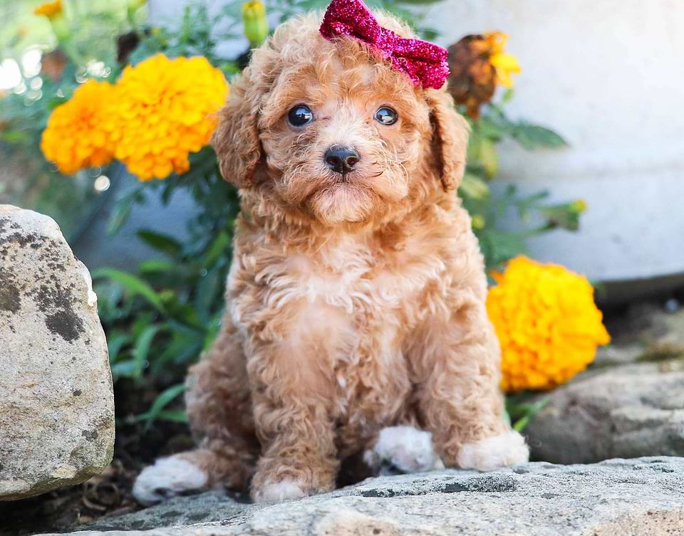 Available Cavapoo