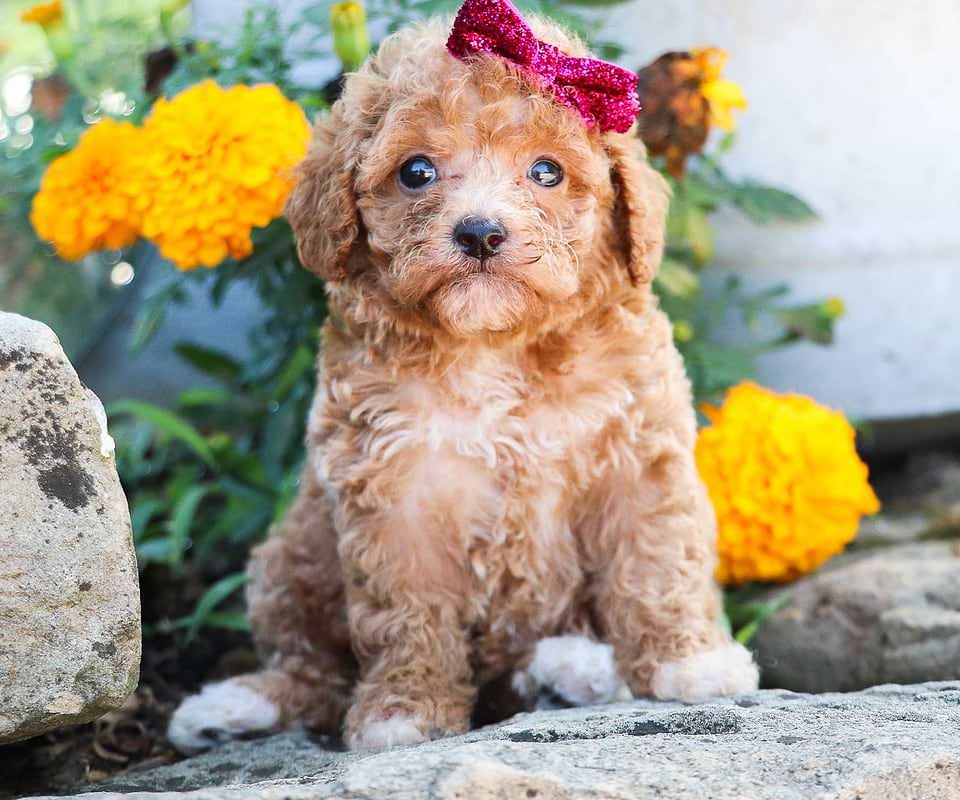 Available Cavapoo