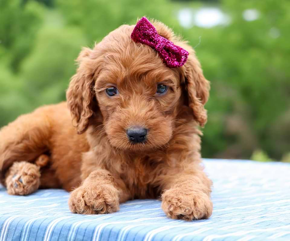 Goldendoodle Available