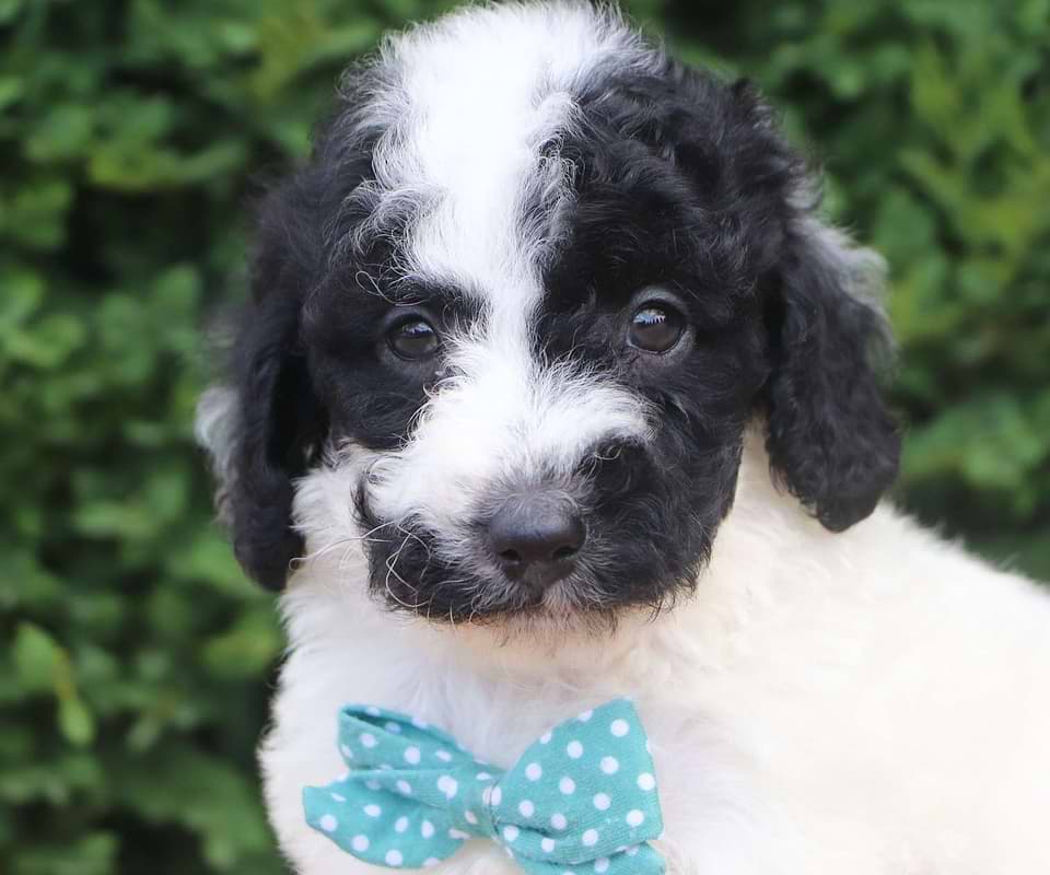 Available Labradoodle