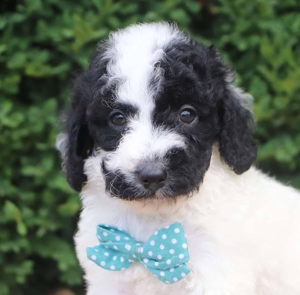 Available Labradoodle