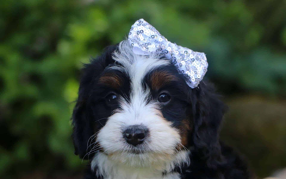 Bernedoodle Available