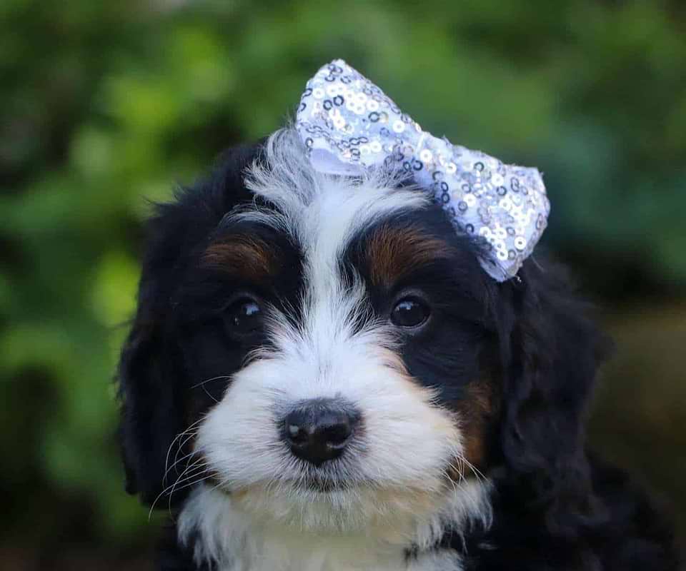 Bernedoodle Available