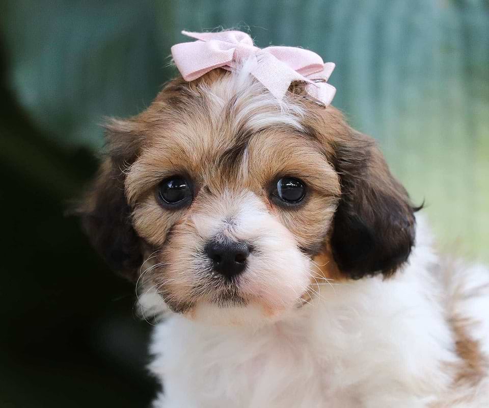 Cavapoo Available