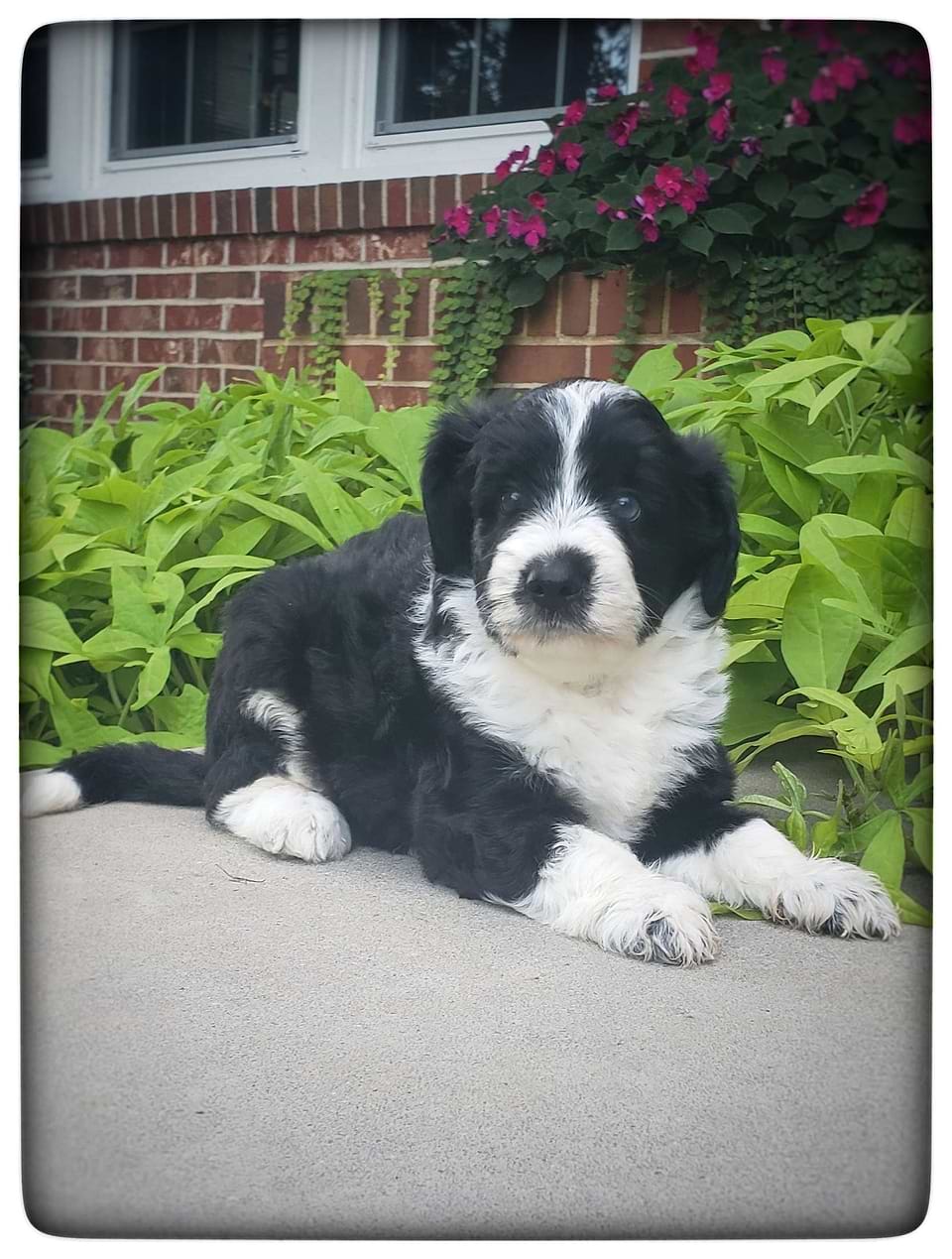 Available Aussiedoodle