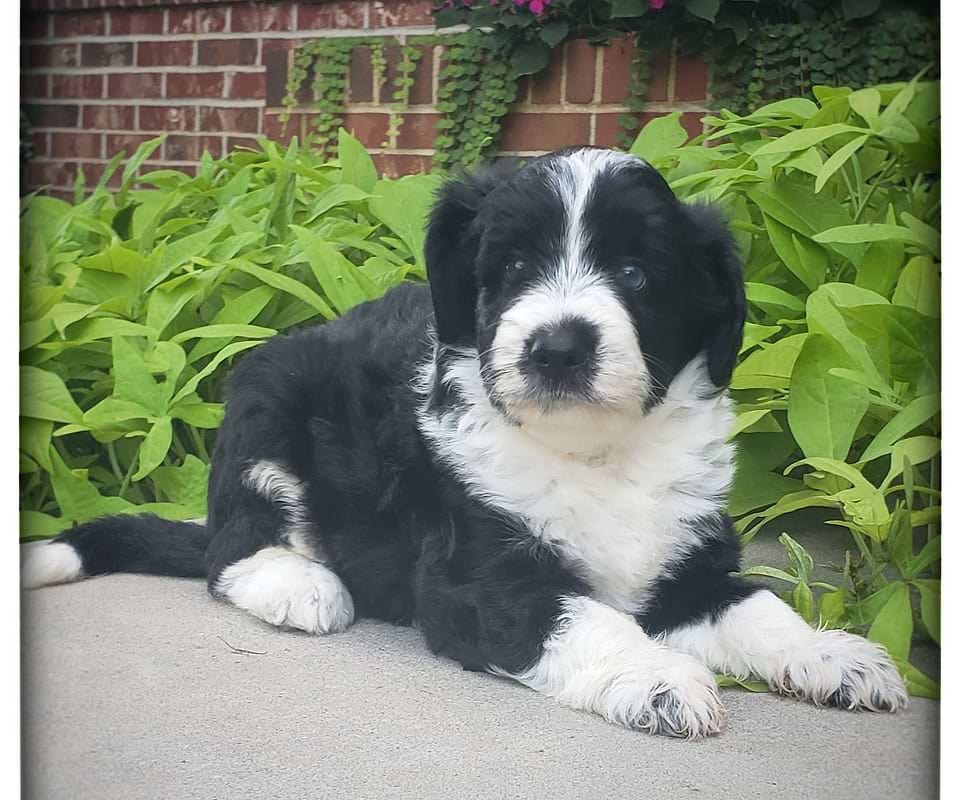Available Aussiedoodle