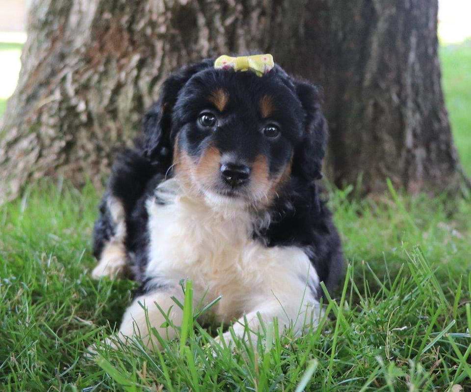 Available Aussiedoodle