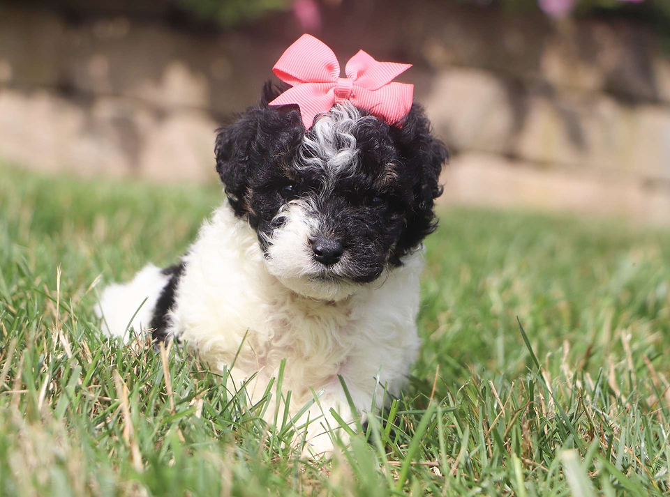 Available Aussiedoodle