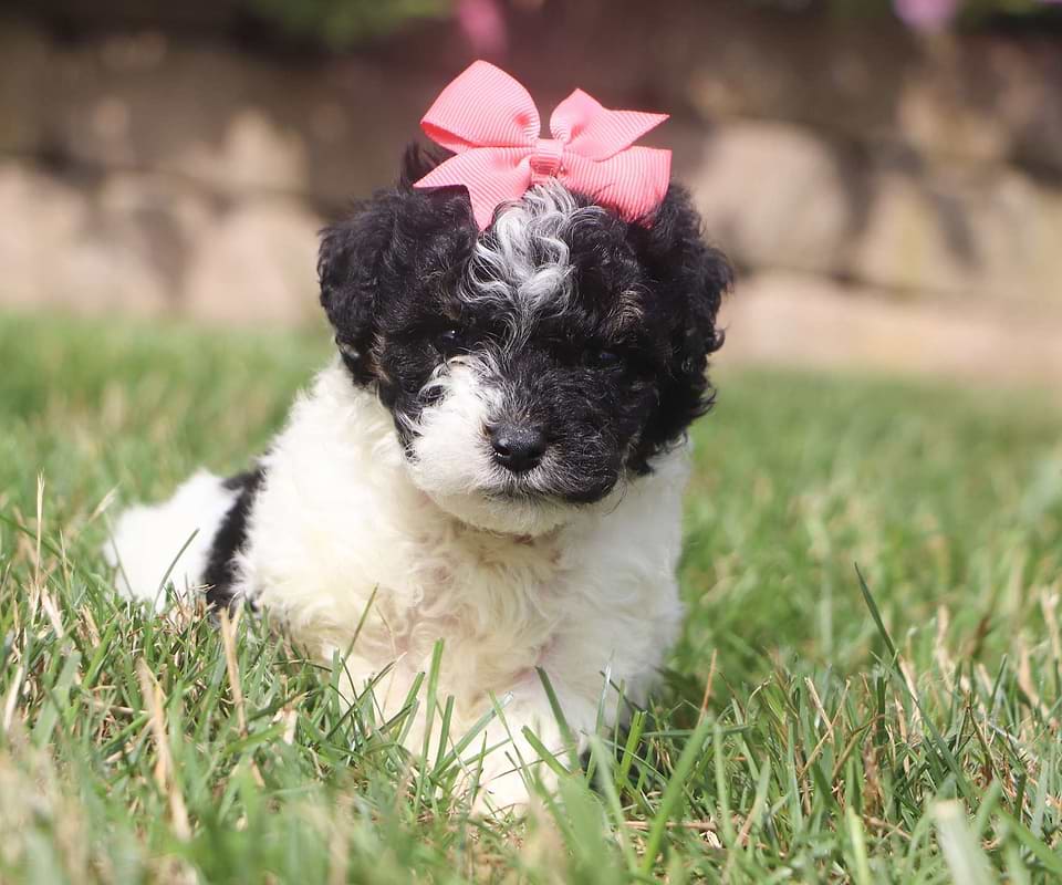 Available Aussiedoodle