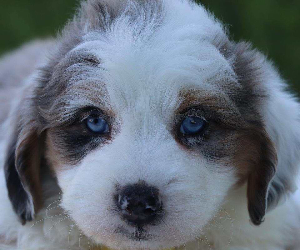 Available Aussiedoodle