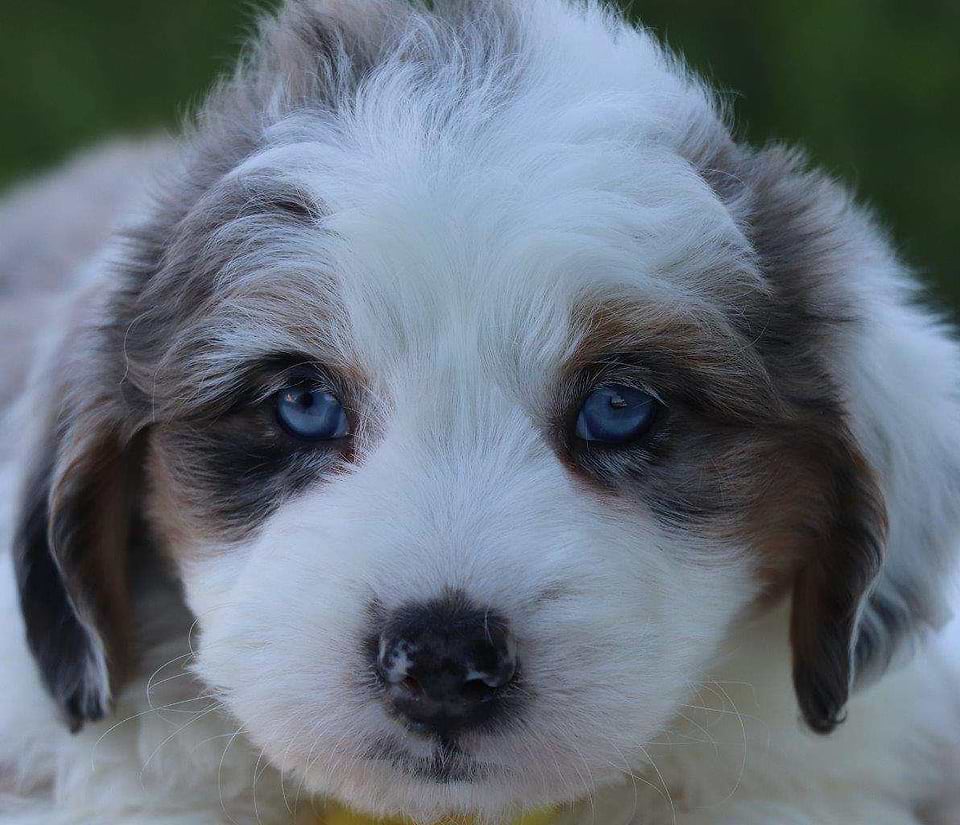 Available Aussiedoodle