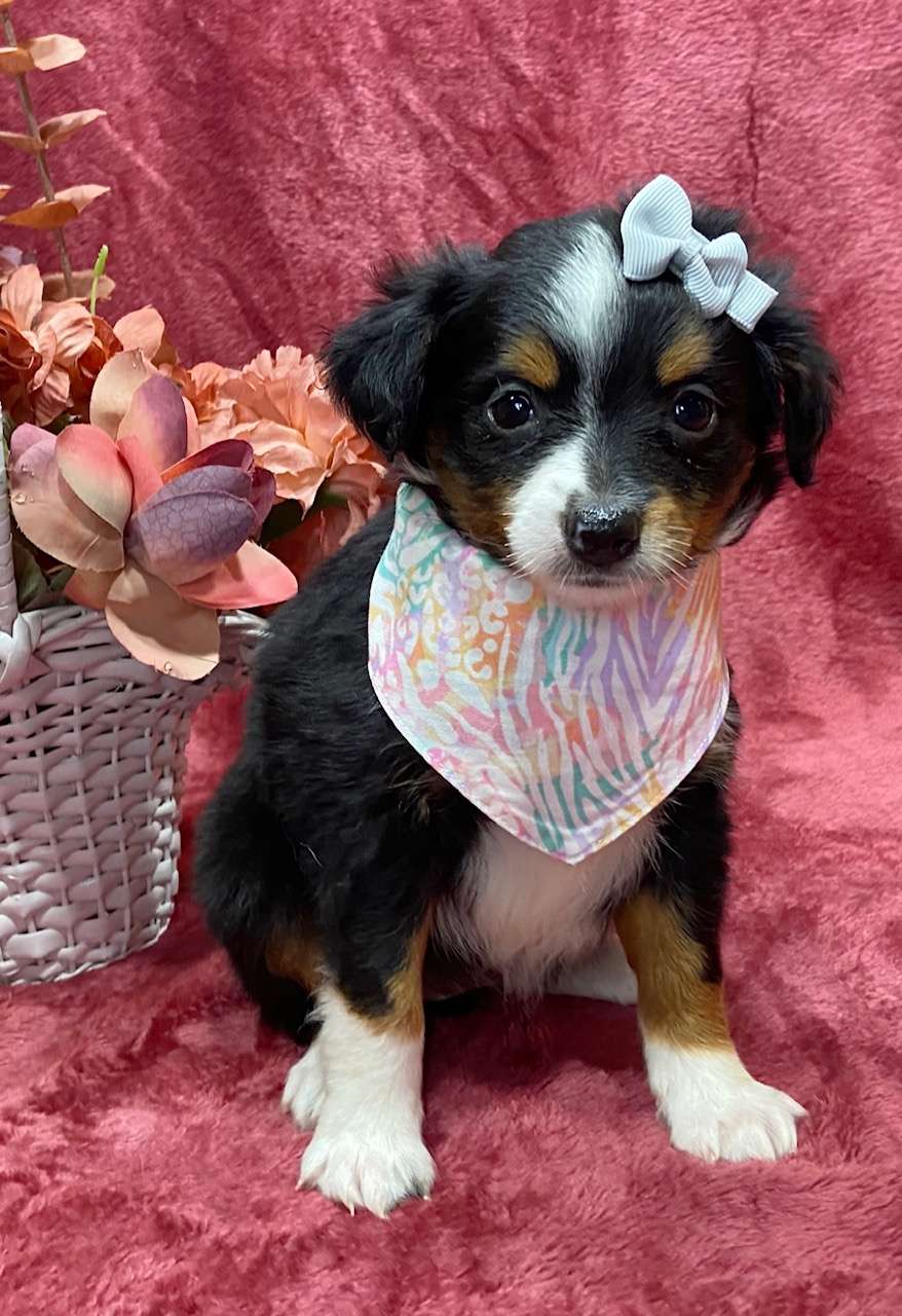 Available Aussiedoodle