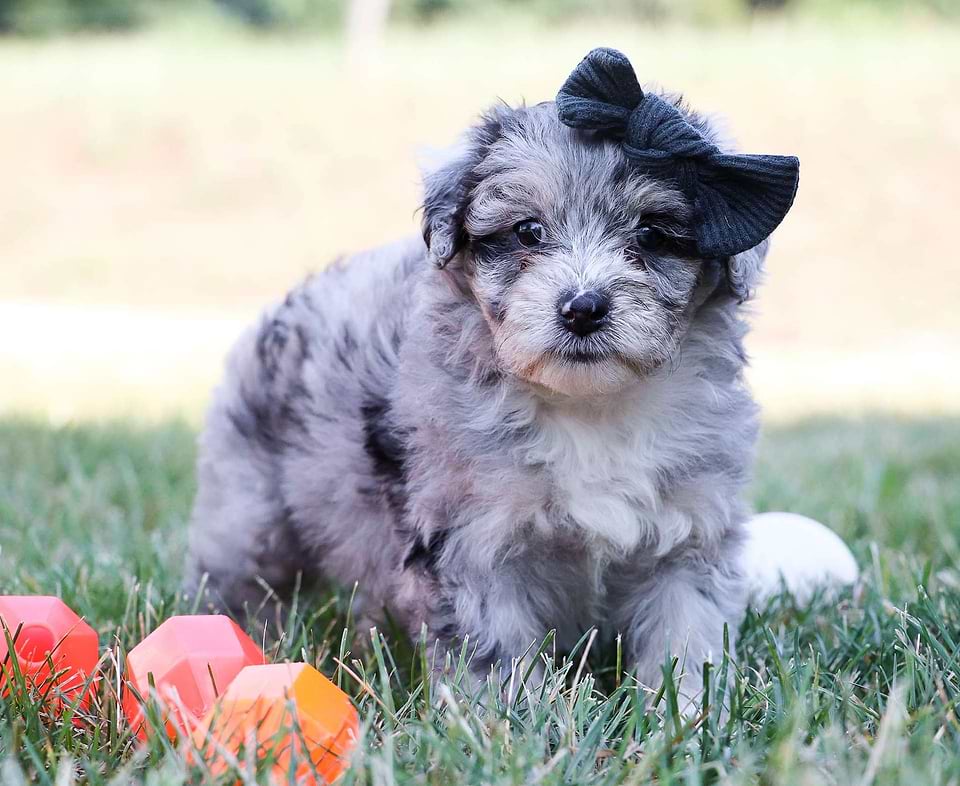 Aussiedoodle Available