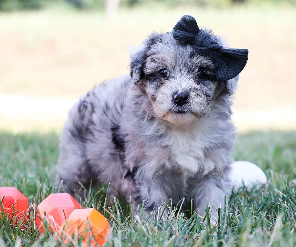 Aussiedoodle Available