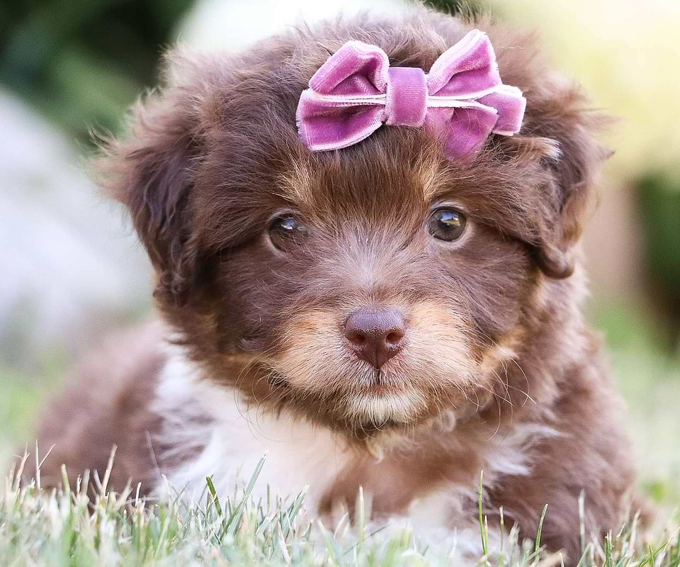 Aussiedoodle Available
